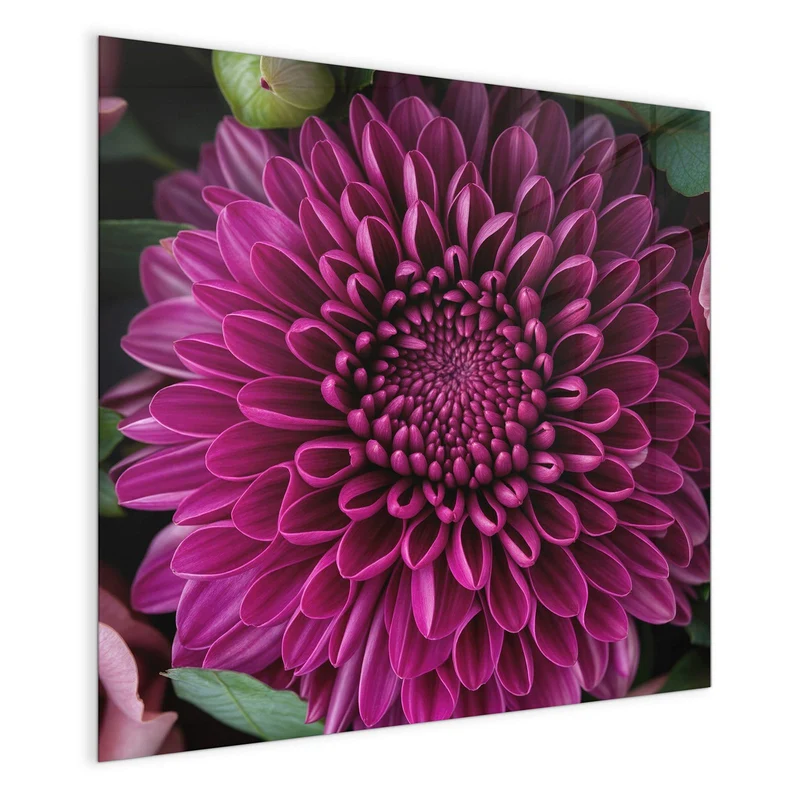Glas Magnettafel - Magenta Chrysantheme