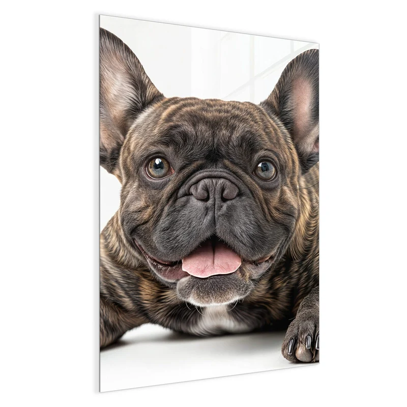 Glas Magnettafel - Liegende Bulldogge