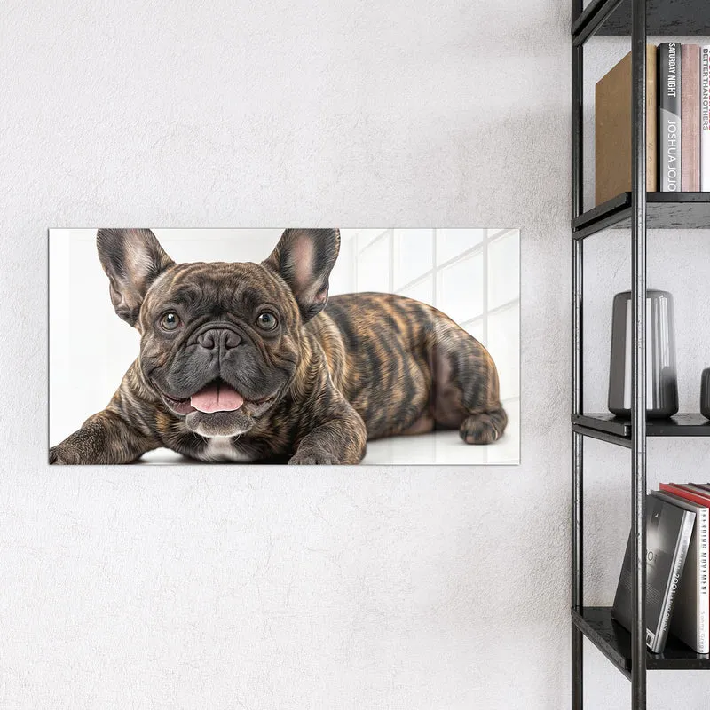 Glas Magnettafel - Liegende Bulldogge
