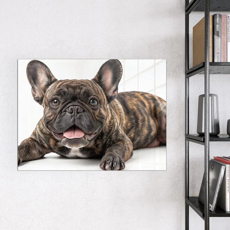 Glas Magnettafel - Liegende Bulldogge