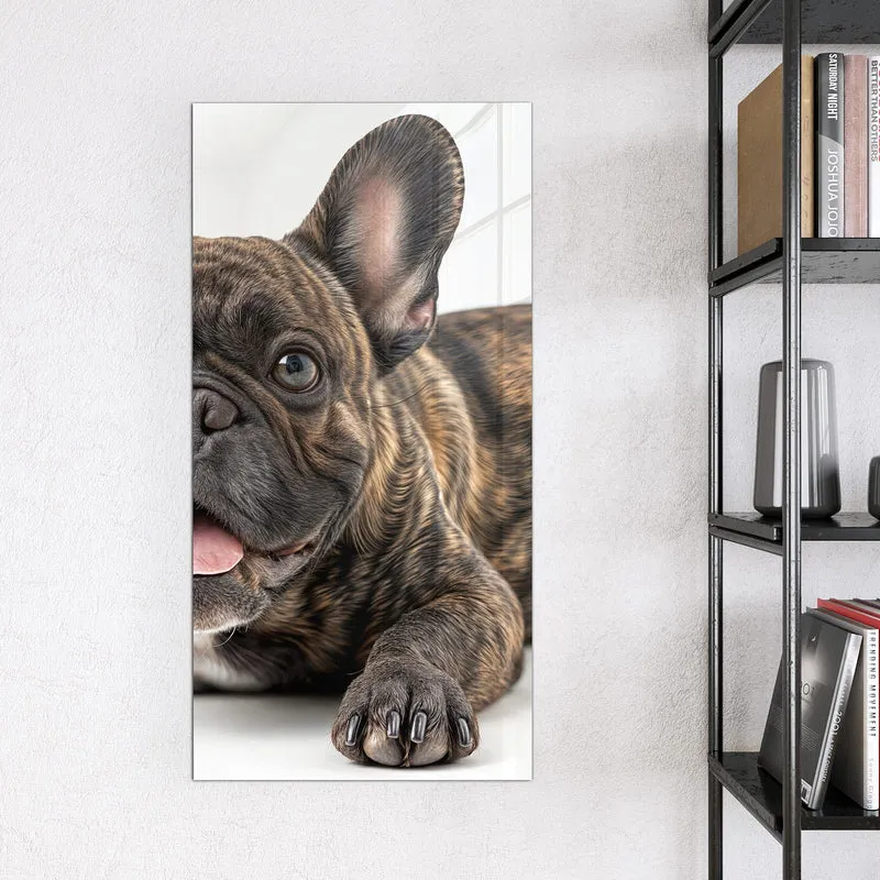 Glas Magnettafel - Liegende Bulldogge