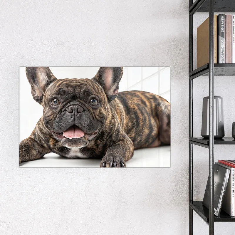 Glas Magnettafel - Liegende Bulldogge