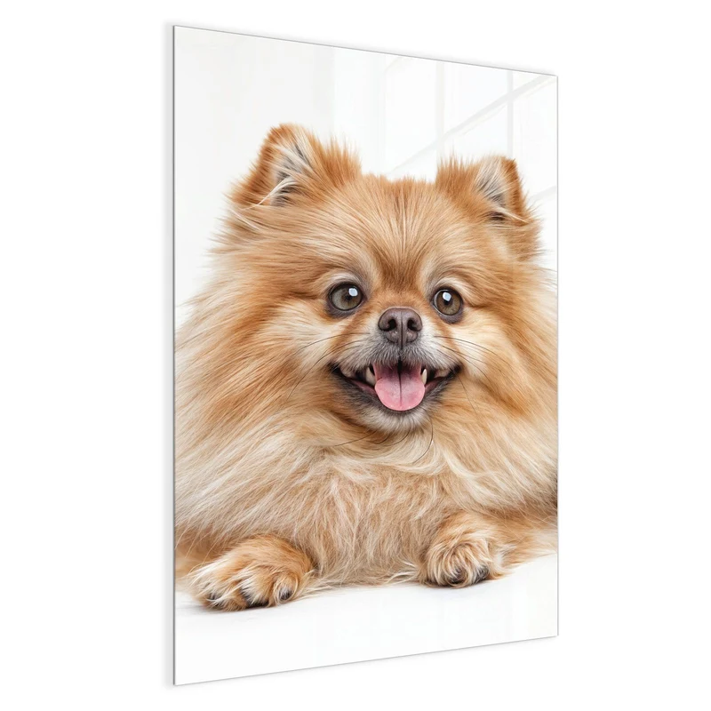 Glas Magnettafel - Spitz und Katze