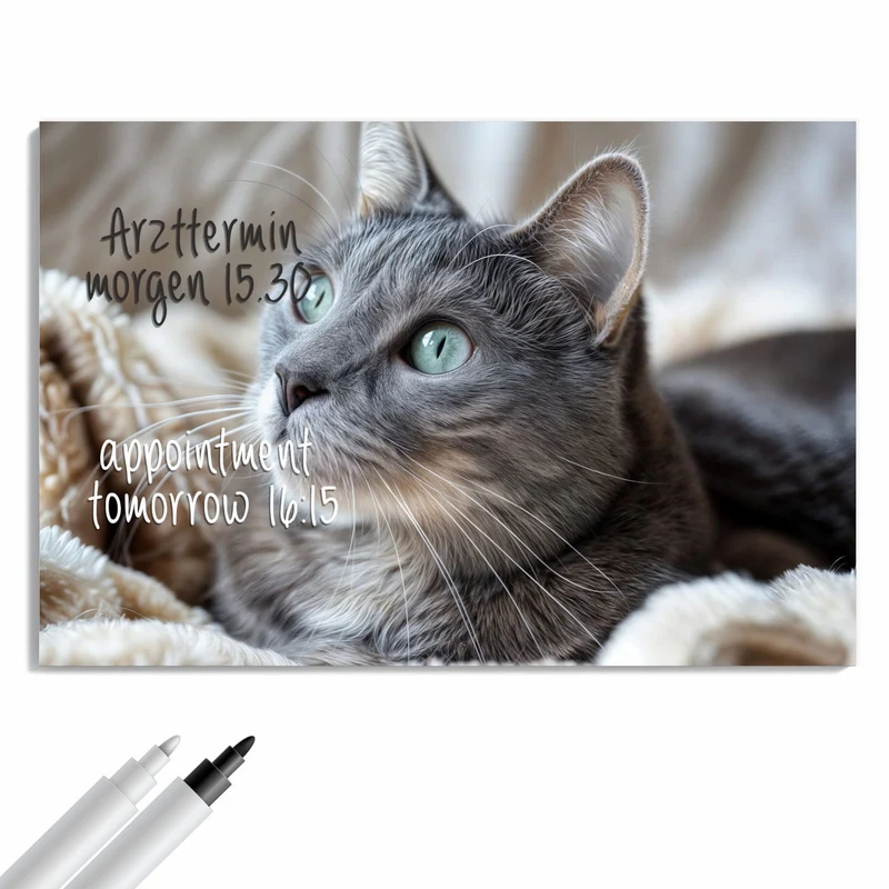 Metall Magnettafel - Graue Katze auf Decke
