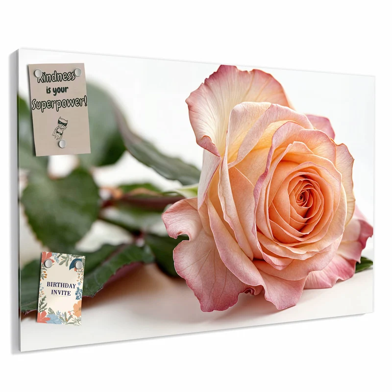 Metall Magnettafel - Rose in Apricot