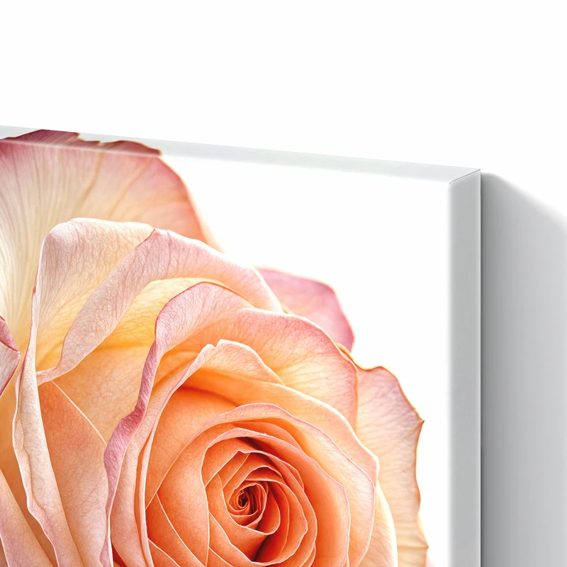 Metall Magnettafel - Rose in Apricot