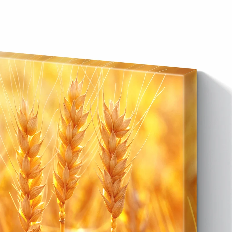 Metall Magnettafel - Weizen im Gegenlicht
