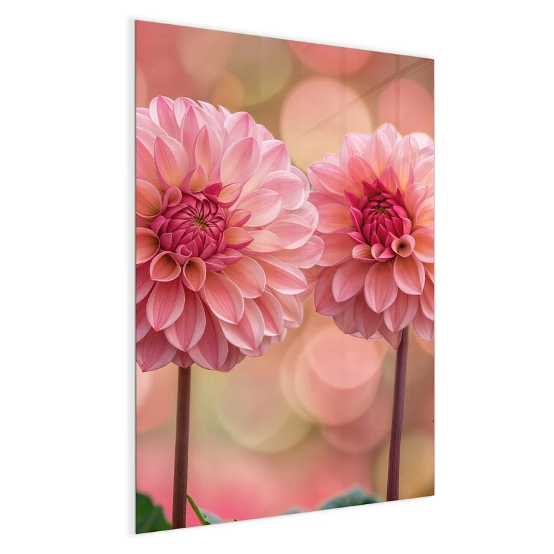 Magnettafel - Drei rosa Dahlien
