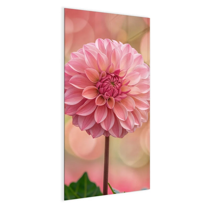 Magnettafel - Drei rosa Dahlien