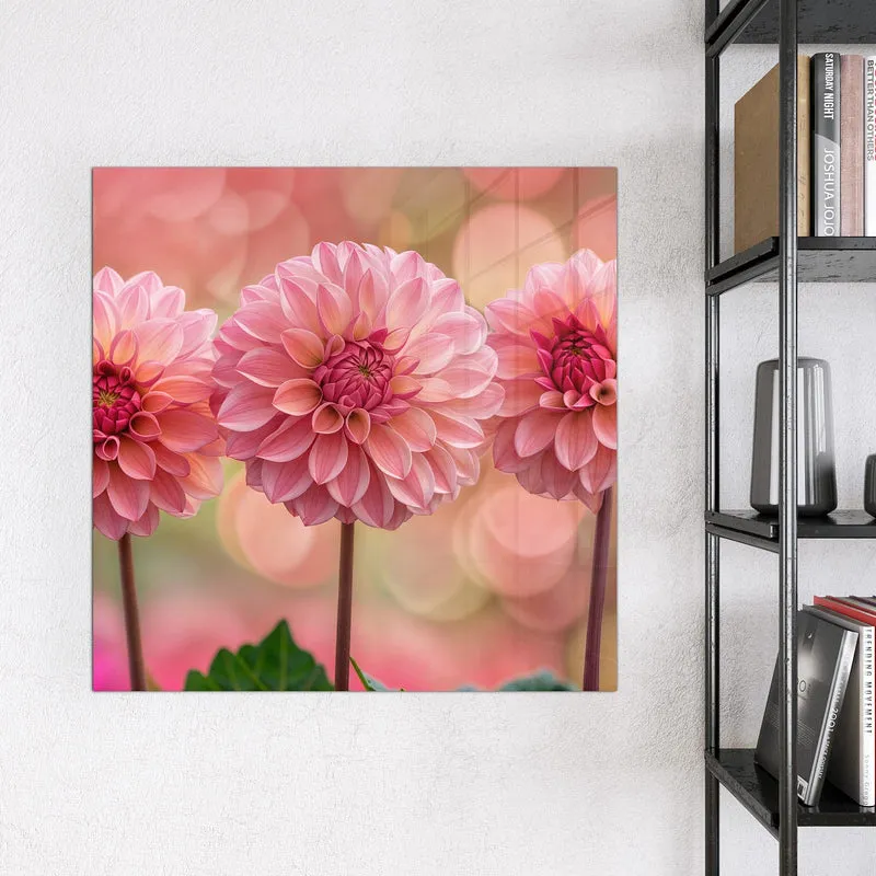 Magnettafel - Drei rosa Dahlien