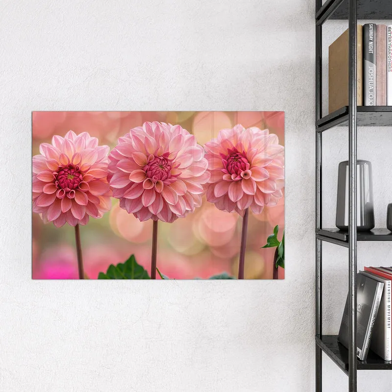 Magnettafel - Drei rosa Dahlien