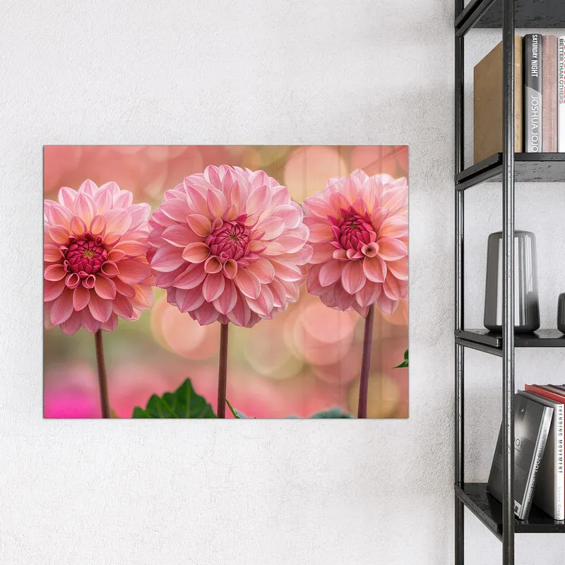 Magnettafel - Drei rosa Dahlien