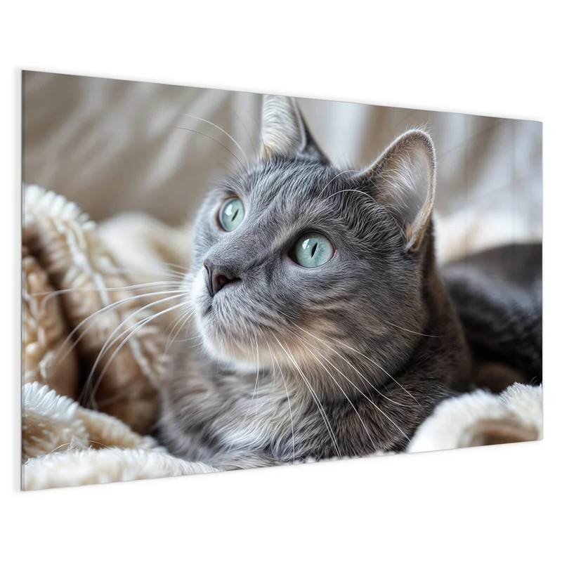 Magnettafel - Graue Katze auf Decke
