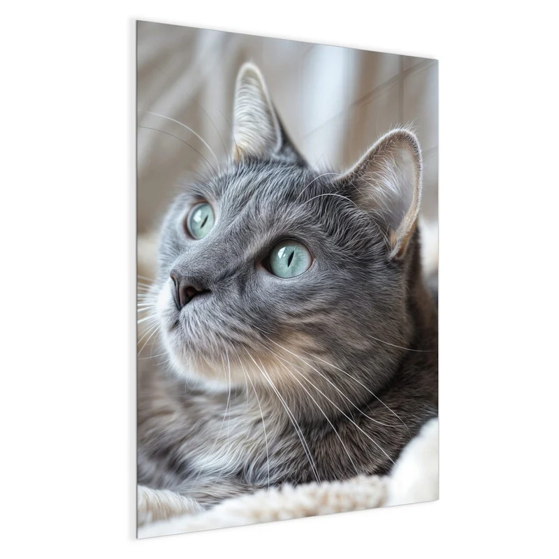 Magnettafel - Graue Katze auf Decke