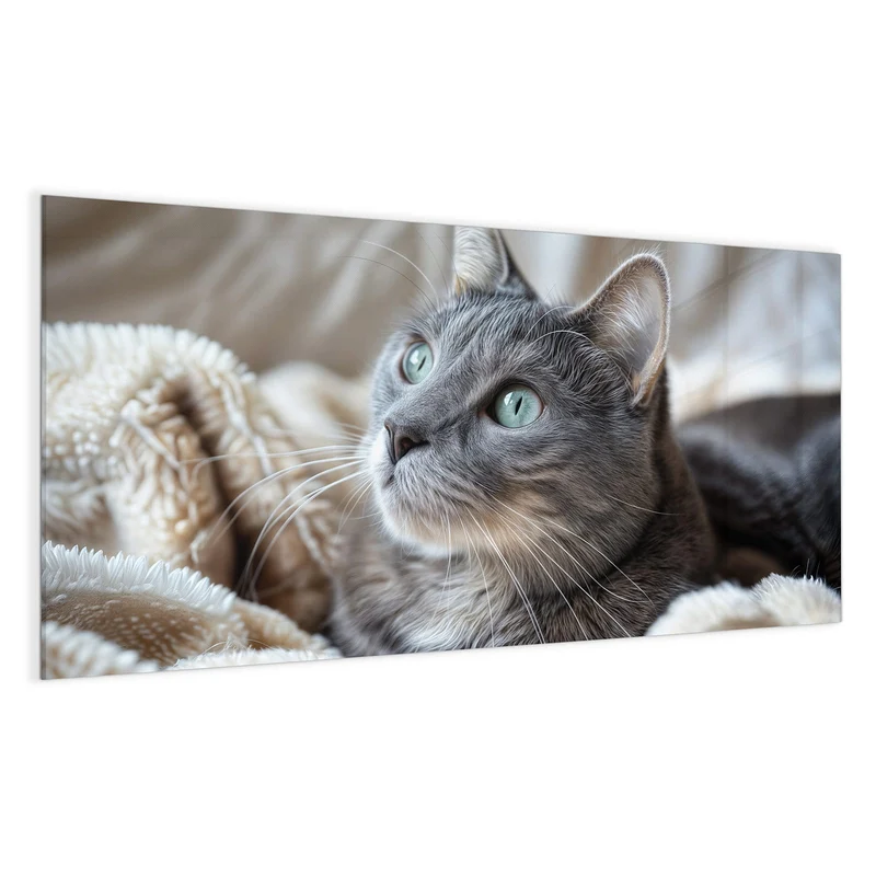 Magnettafel - Graue Katze auf Decke