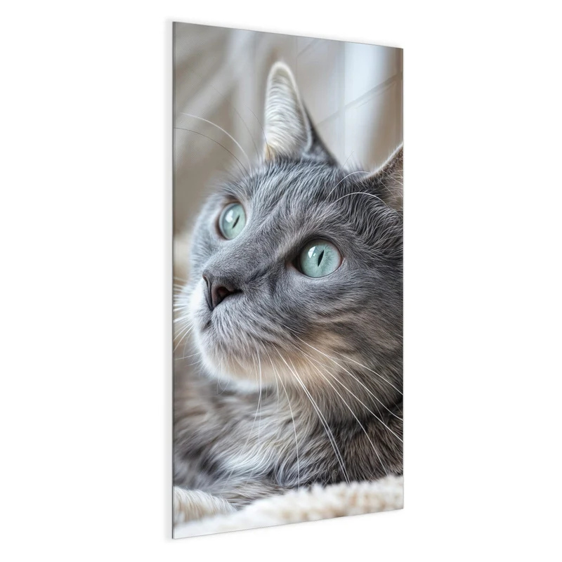 Magnettafel - Graue Katze auf Decke