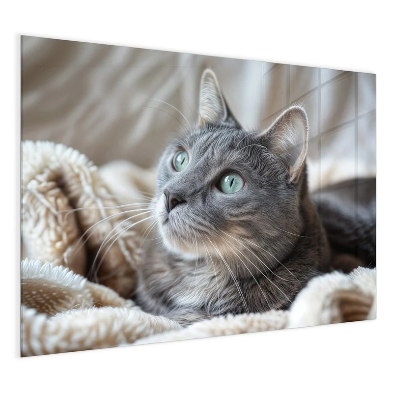 Magnettafel - Graue Katze auf Decke
