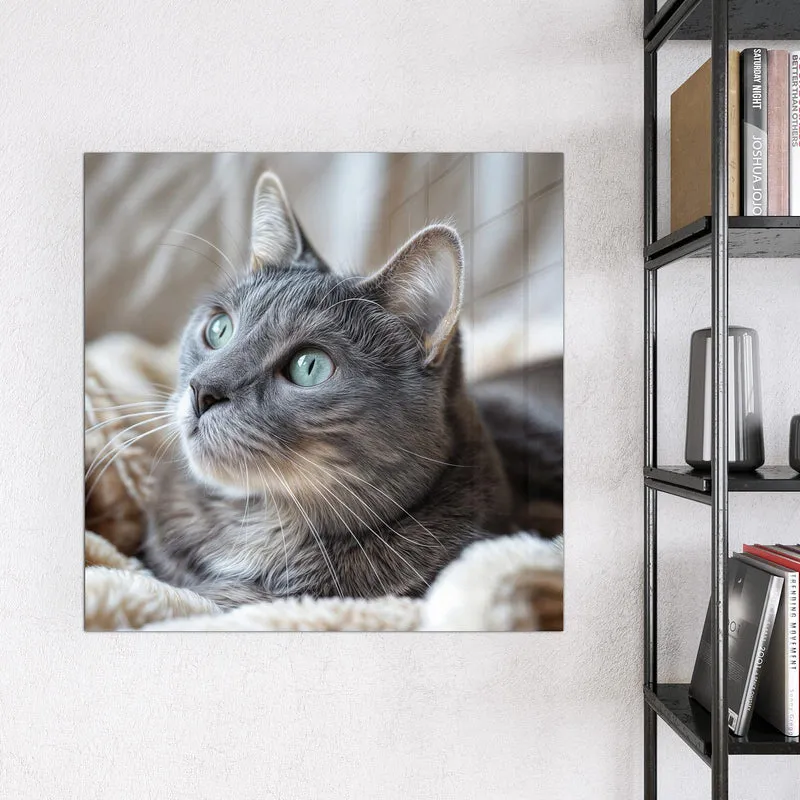 Magnettafel - Graue Katze auf Decke