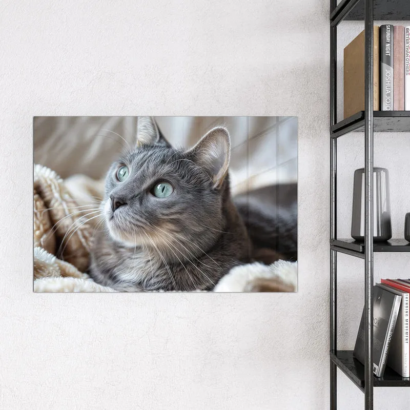 Magnettafel - Graue Katze auf Decke