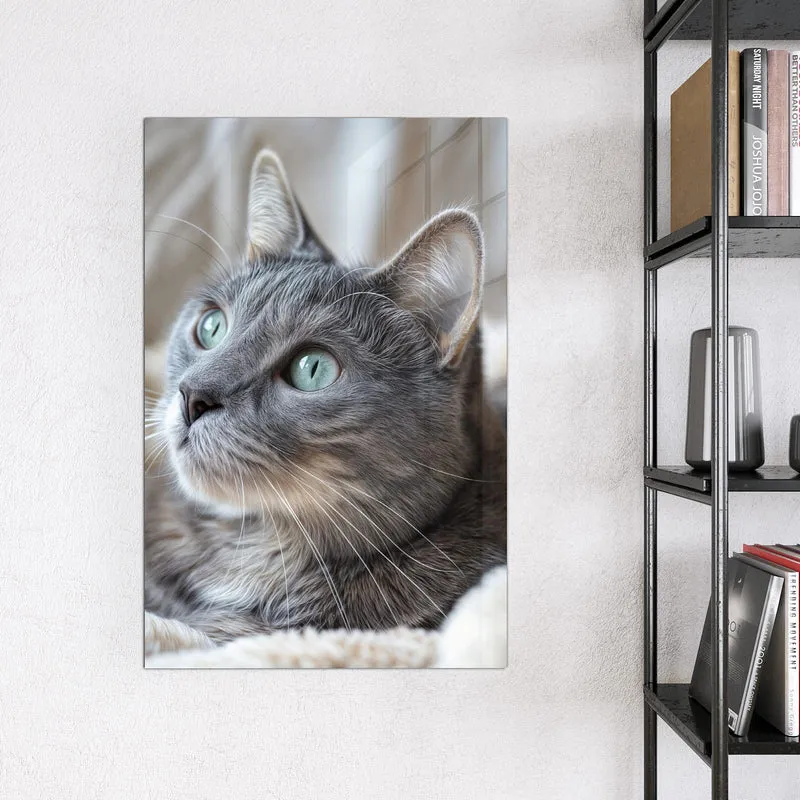 Magnettafel - Graue Katze auf Decke