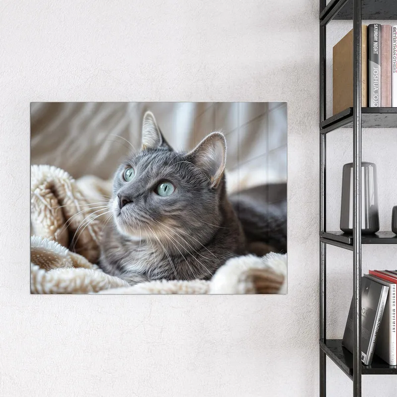 Magnettafel - Graue Katze auf Decke