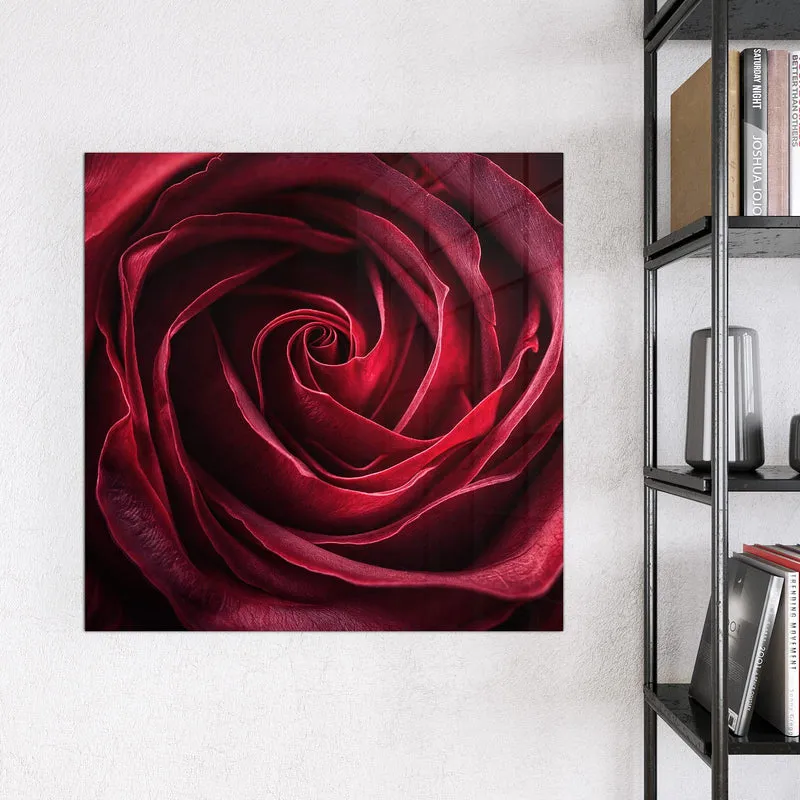 Magnettafel - Tiefrote Rosenblüte