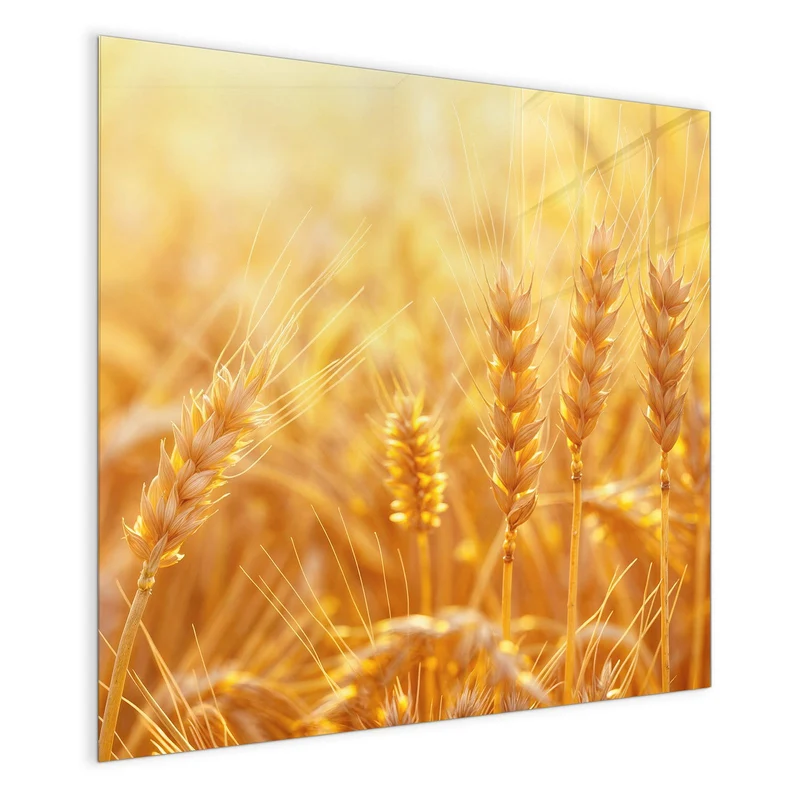 Magnettafel - Weizen im Gegenlicht