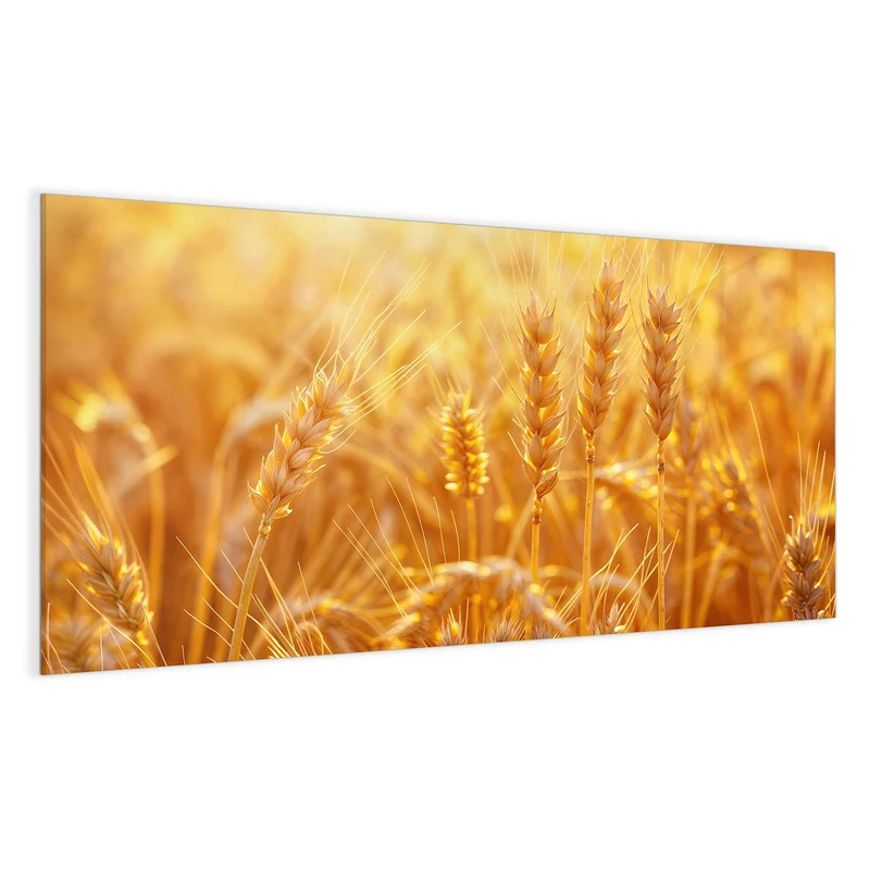 Magnettafel - Weizen im Gegenlicht