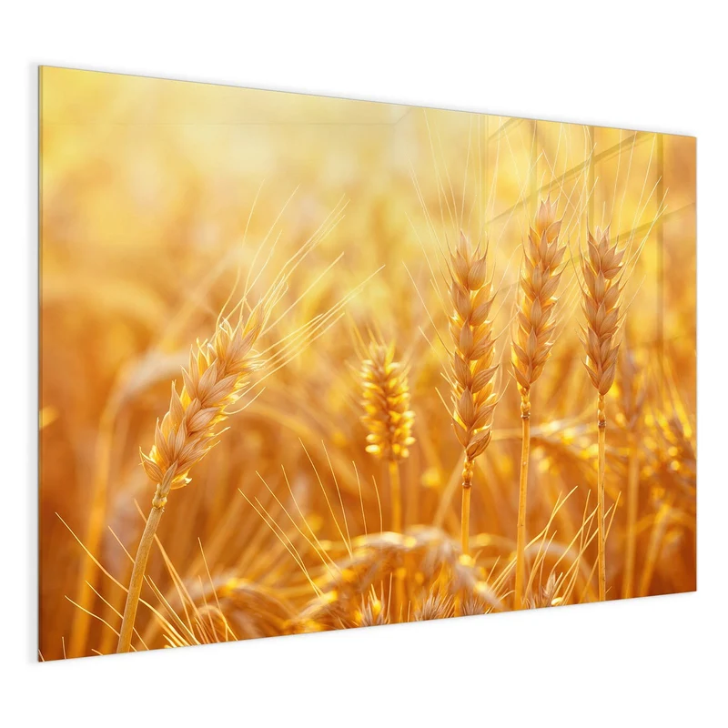 Magnettafel - Weizen im Gegenlicht