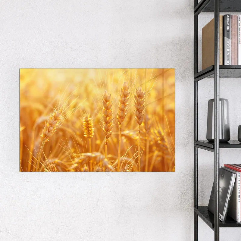 Magnettafel - Weizen im Gegenlicht
