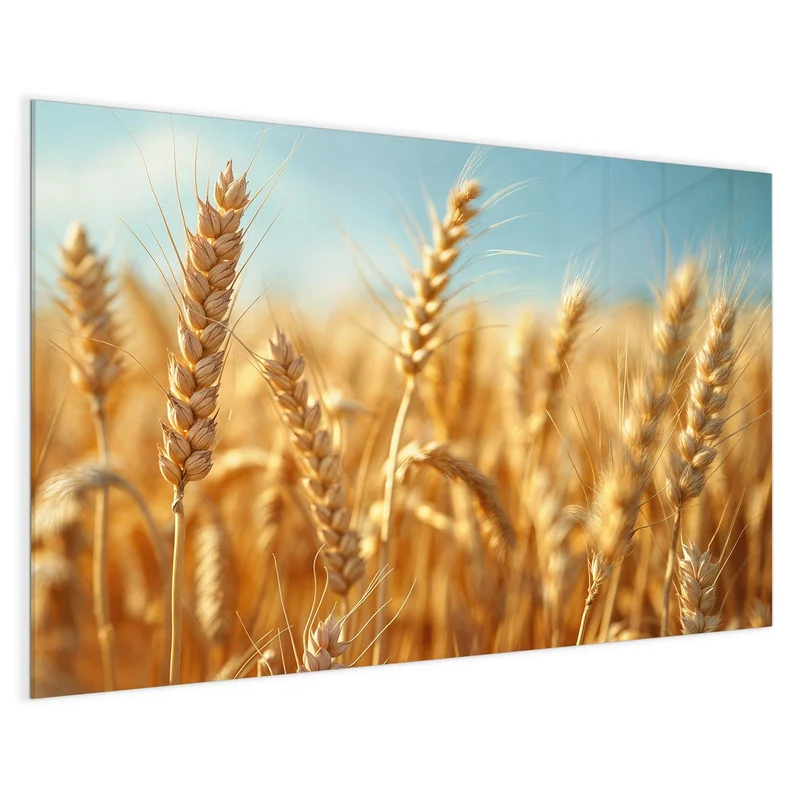 Magnettafel - Weizen im Sonnenlicht