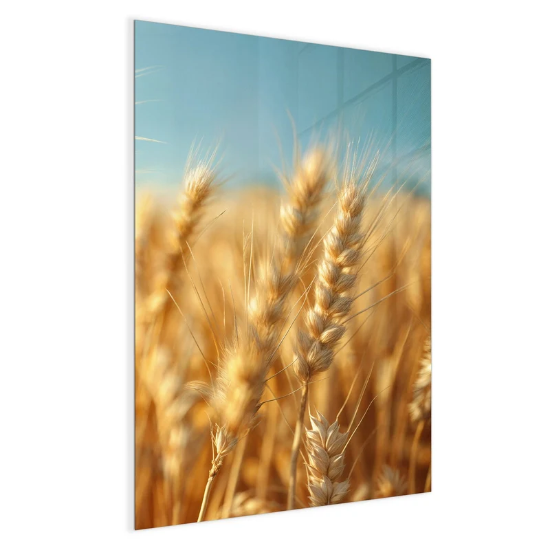 Magnettafel - Weizen im Sonnenlicht