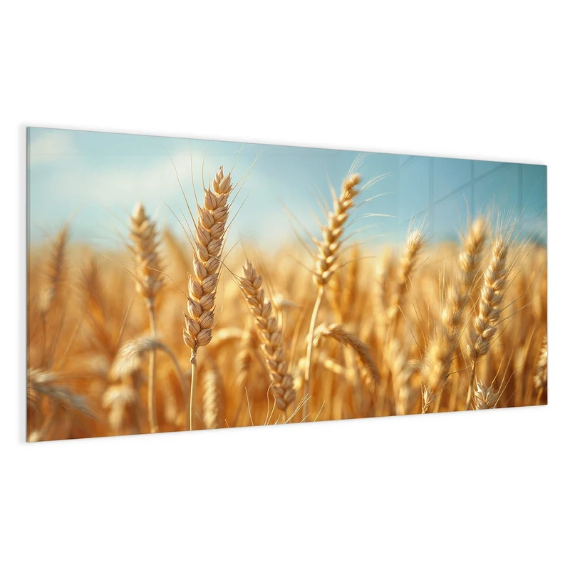 Magnettafel - Weizen im Sonnenlicht