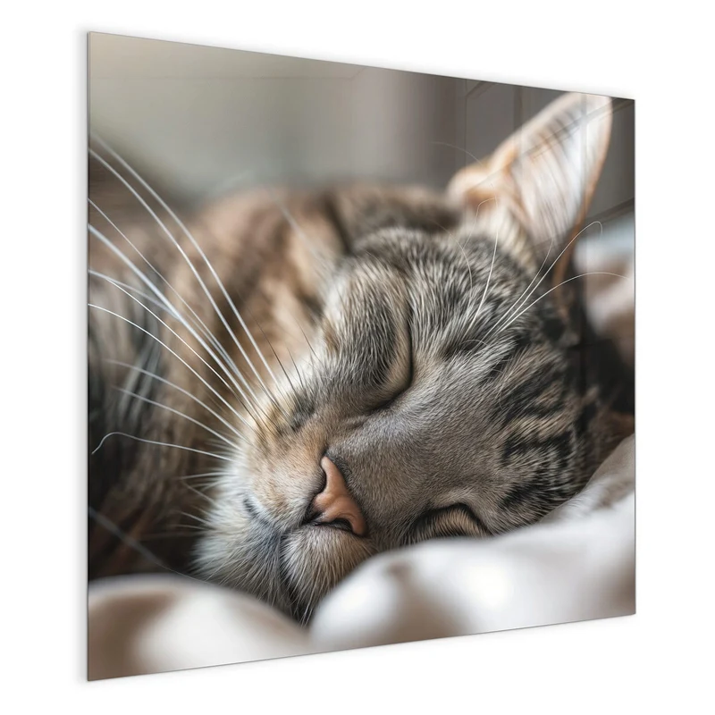 Magnettafel - Schlummernde Katze