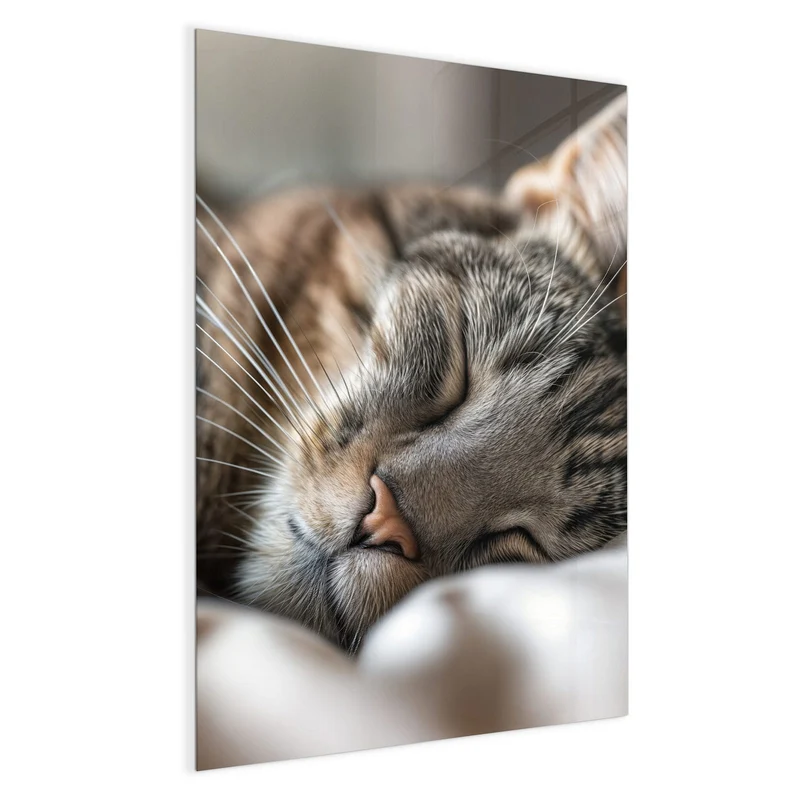 Magnettafel - Schlummernde Katze
