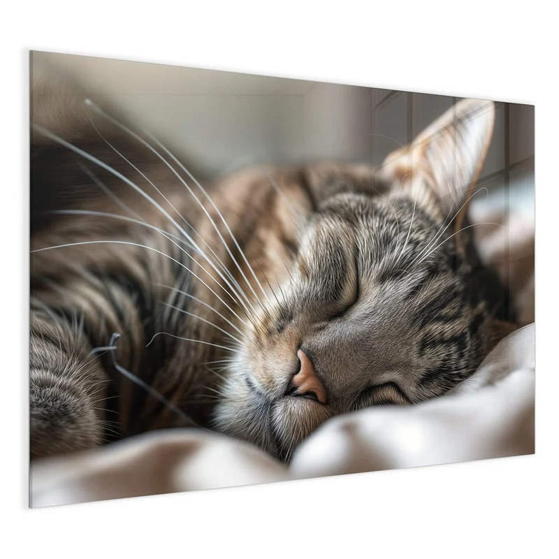Magnettafel - Schlummernde Katze