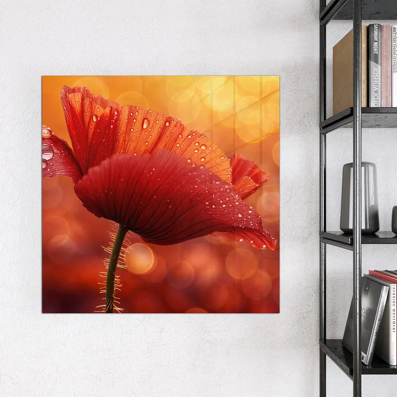 Magnettafel - Mohn mit Tautropfen