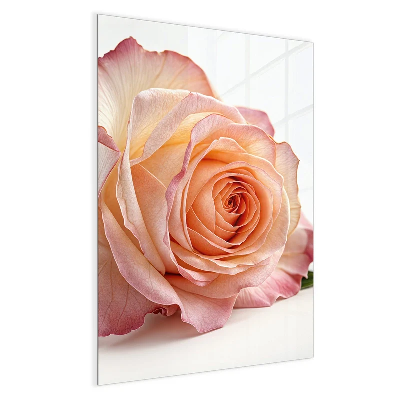 Magnettafel - Rose in Apricot