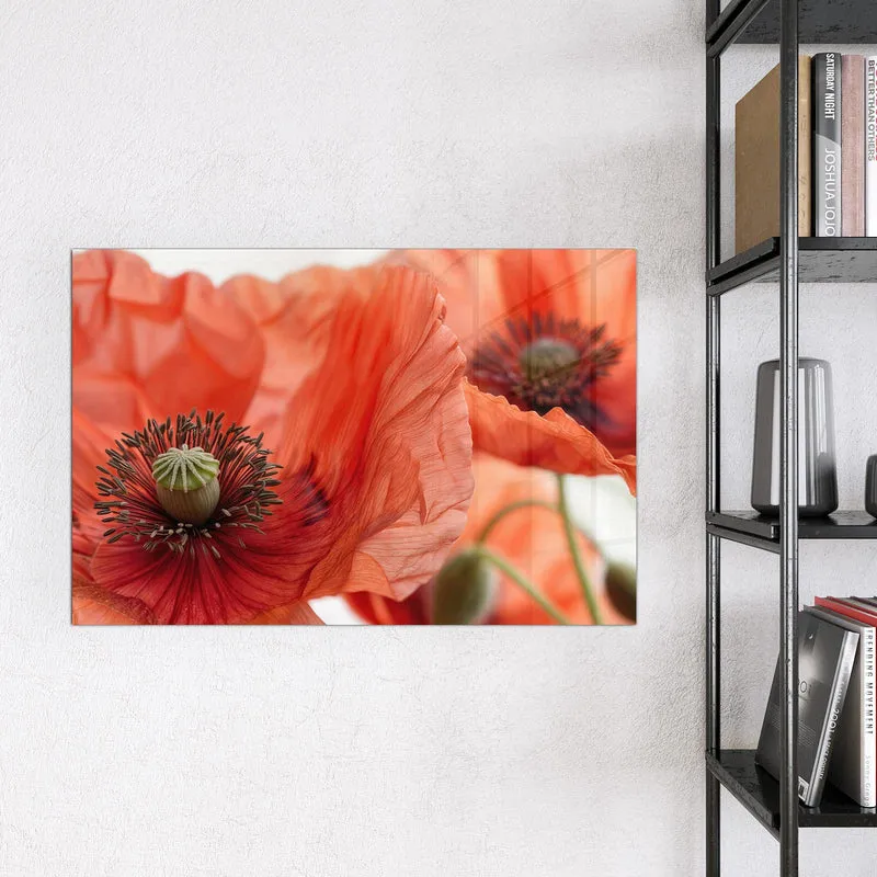 Magnettafel - Mohnblüten