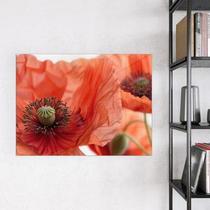 Magnettafel - Mohnblüten