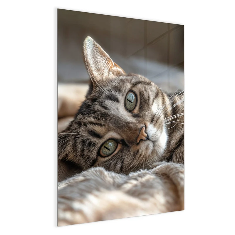 Magnettafel - Gemütliche Katze